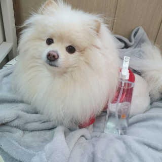 [펫토리아]살균뚝딱 강아지 고양이 살균소독제 탈취제 — 5점을 준 리뷰어가 2019년 10월 올린 사용 사진