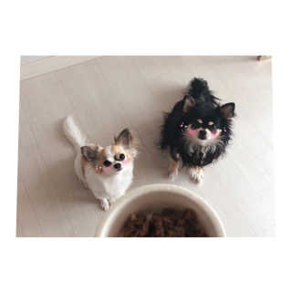 [펫토리아] 한캔뚝딱 강아지 주식캔 12종 콤보 — 5점을 준 리뷰어가 2019년 8월 올린 사용 사진