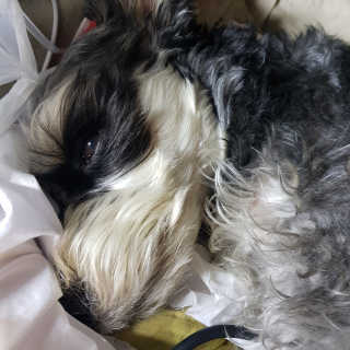 [펫토리아] 토로토로 하치  강아지 파우치간식 — 5점을 준 리뷰어가 2019년 7월 올린 사용 사진
