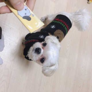 [펫토리아] 강아지,고양이겸용 짜먹는 한입뚝딱 — 5점을 준 리뷰어가 2019년 2월 올린 사용 사진