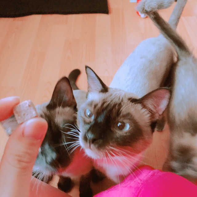 펫츠플레이트 동결건조간식 기호성 테스트 8종 리뷰 사진