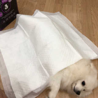 펫토리아 한장뚝딱 NEW 프리미엄 국내산 배변패드 — 5점을 준 리뷰어가 2019년 5월 올린 사용 사진