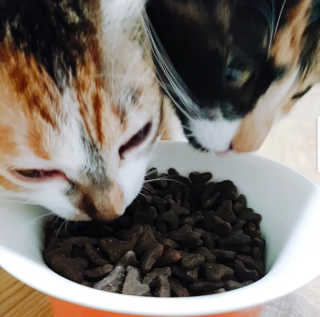 [펫토리아] 퍼스트메이트 고양이 사료 — 5점을 준 리뷰어가 2019년 3월 올린 사용 사진
