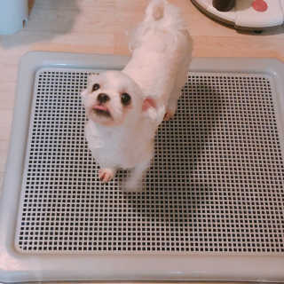 [펫토리아] 한판뚝딱 강아지 배변판 실속형,초대형 — 4점을 준 리뷰어가 2019년 6월 올린 사용 사진