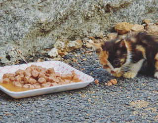 [펫토리아]배피 고양이,빌리강아지 대용량주식캔 — 5점을 준 리뷰어가 2019년 7월 올린 사용 사진