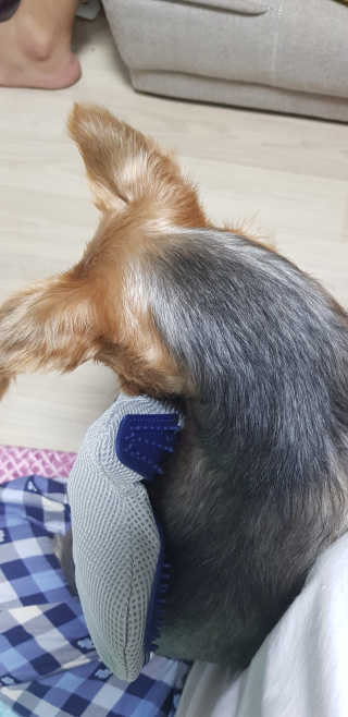 Four paws 리뉴얼 포포즈 매직코트 털 제거 브러쉬 — 3점을 준 리뷰어가 2018년 8월 올린 사용 사진