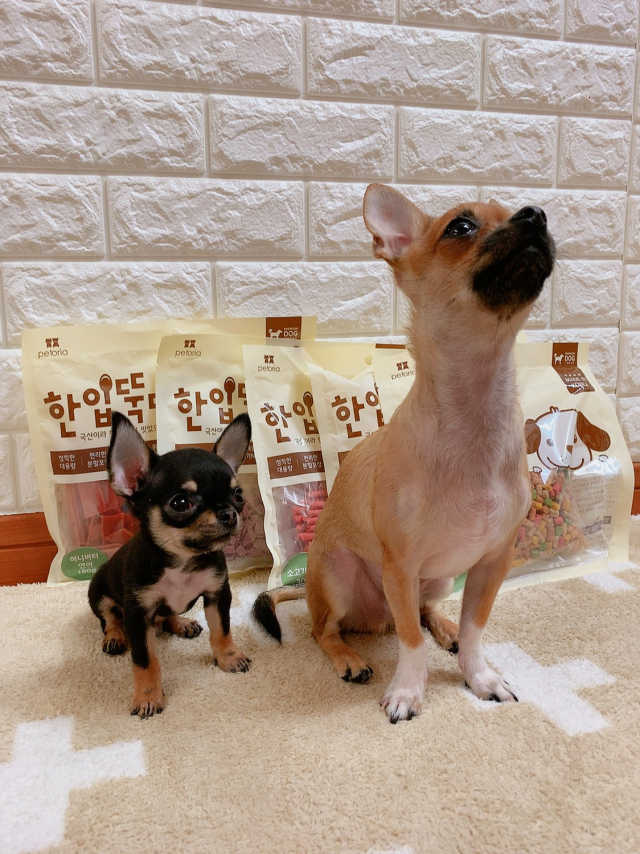 펫토리아 한입뚝딱 국내산 강아지간식 BEST 5종 리뷰 사진
