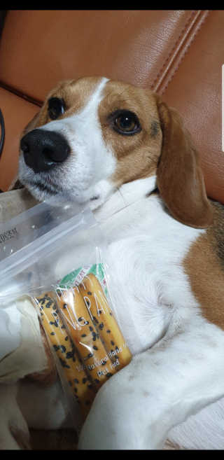 beaglelove님이 올린 리뷰 사진 3