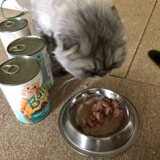 [펫토리아]배피 고양이,빌리강아지 대용량주식캔 — 5점을 준 리뷰어가 2019년 7월 올린 사용 사진