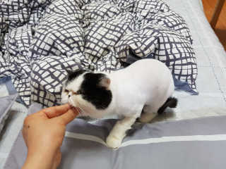 펫츠플레이트 동결건조간식 기호성 테스트 8종 — 5점을 준 리뷰어가 2018년 5월 올린 사용 사진