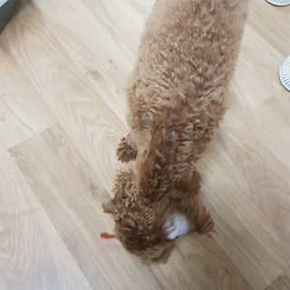 [펫토리아] 뚝딱뚝딱 400g 강아지 간식 베스트5종 — 5점을 준 리뷰어가 2019년 1월 올린 사용 사진
