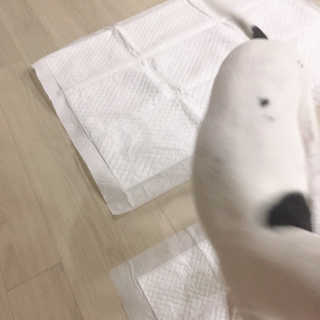 펫토리아 한장뚝딱 NEW 프리미엄 국내산 배변패드 — 5점을 준 리뷰어가 2019년 5월 올린 사용 사진