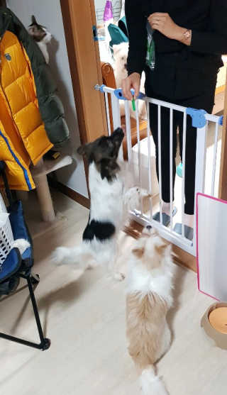 [펫토리아] BEST 한입뚝딱 실속형 강아지 덴탈껌 — 4점을 준 리뷰어가 2019년 2월 올린 사용 사진