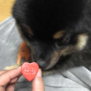 [블랙루즈] 컬러 락 하트 틴트 1+1 — 5점을 준 리뷰어가 2019년 8월 올린 사용 사진