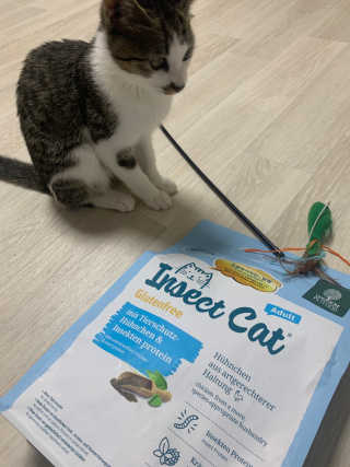 그린펫푸드 인섹트캣 글루텐프리（1.2KG） — 4점을 준 리뷰어가 2019년 8월 올린 사용 사진