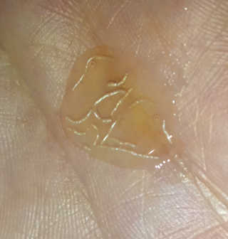 앰플엔 암 페트 펩티드 샷 AMPOULE — 5점을 준 리뷰어가 2019년 7월 올린 사용 사진