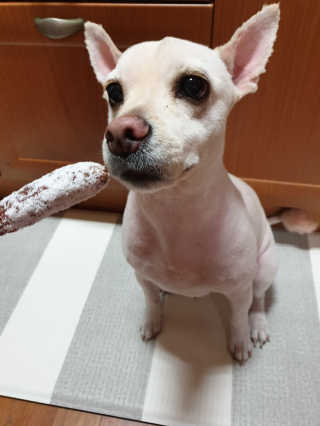 최강아지님이 올린 리뷰 사진 4