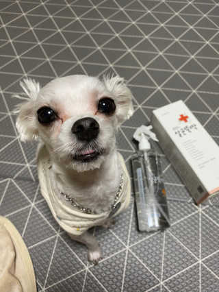 [펫토리아]살균뚝딱 강아지 고양이 살균소독제 탈취제 — 5점을 준 리뷰어가 2020년 2월 올린 사용 사진