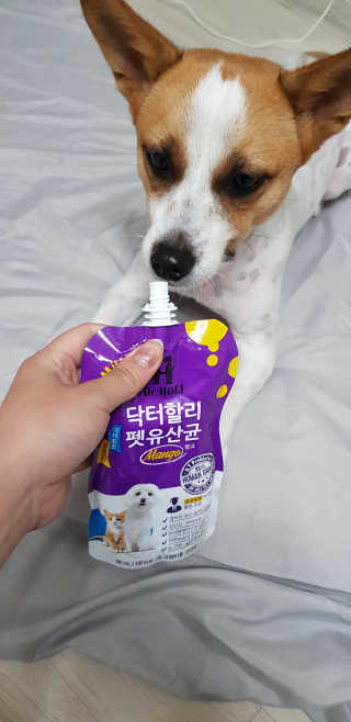 닥터할리펫밀크 8종 — 4.67점을 준 리뷰어가 2018년 10월 올린 사용 사진