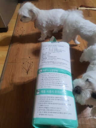 페츠모아 냄새잡는 요술배변패드 — 4점을 준 리뷰어가 2020년 3월 올린 사용 사진