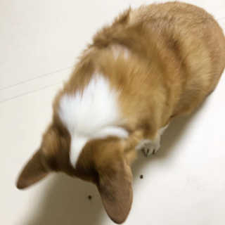 코기코기님이 올린 리뷰 사진 2