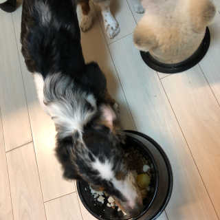 [펫토리아] 맛도 영양도 BEST 한끼뚝딱 강아지 사료 — 4점을 준 리뷰어가 2018년 12월 올린 사용 사진