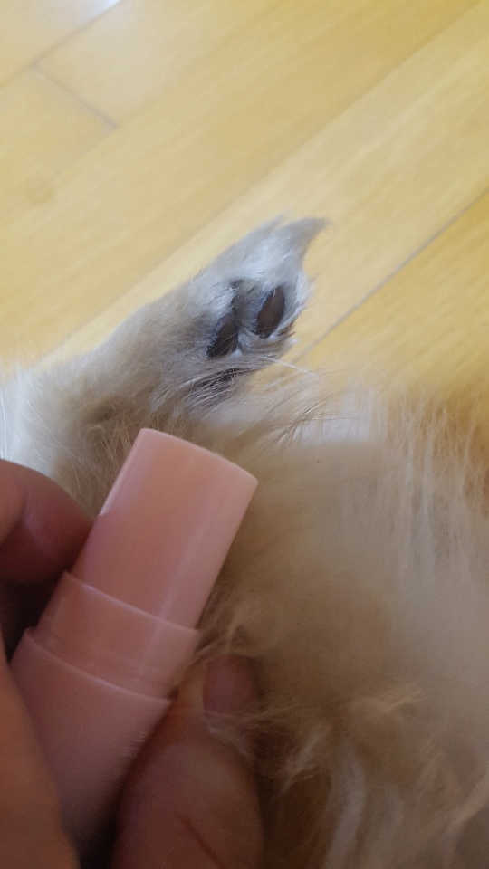 보드레밤 리뷰 사진