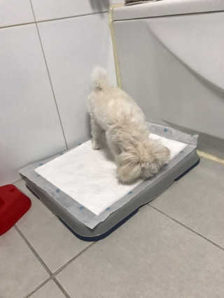 삐랭이님이 올린 리뷰 사진 4