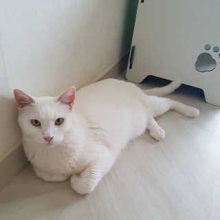 [펫토리아]짜먹는 한입뚝딱 강아지.고양이 마약간식 — 5점을 준 리뷰어가 2019년 7월 올린 사용 사진