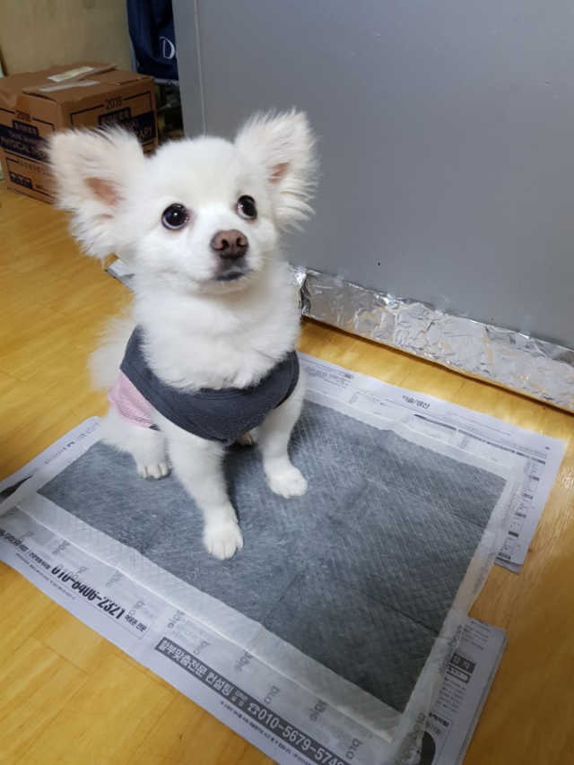 프로도기 노스멜패드 리뷰 사진