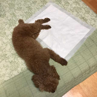펫토리아 한장뚝딱 NEW 프리미엄 국내산 배변패드 — 4.5점을 준 리뷰어가 2019년 5월 올린 사용 사진