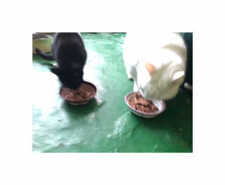 [펫토리아] BEST 한캔뚝딱 고양이 주식캔 — 5점을 준 리뷰어가 2019년 3월 올린 사용 사진