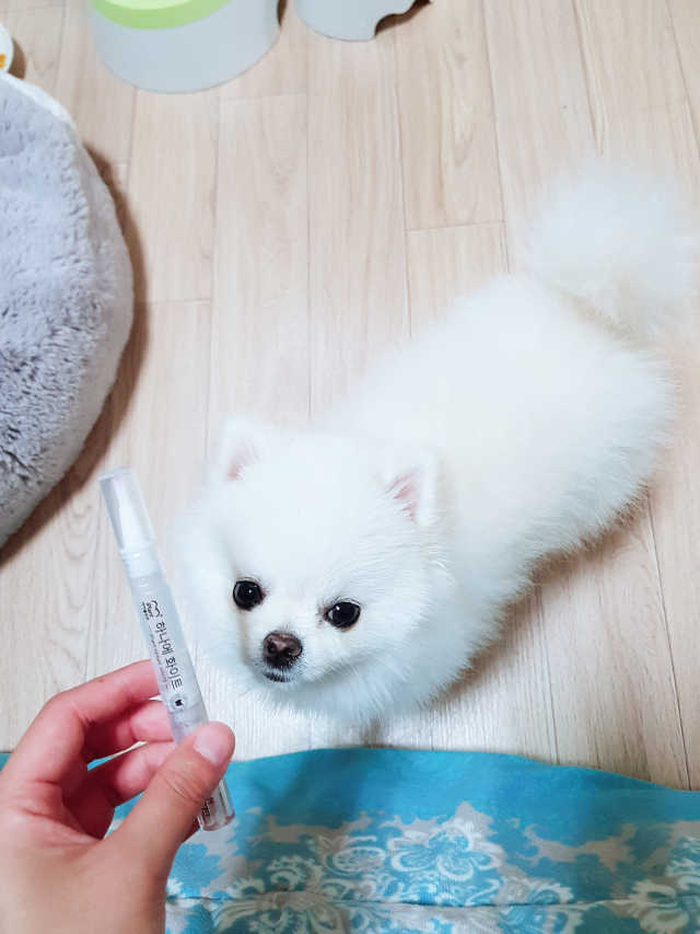 아이플란트 하나에 화이트 치아미백제 리뷰 사진