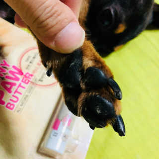 더블리스풀독 샤이니 포우 버터 0.15oz [천연 발바닥 보호제] — 5점을 준 리뷰어가 2018년 7월 올린 사용 사진