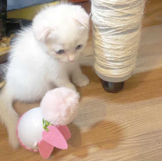 kittyiris님이 올린 리뷰 사진 1
