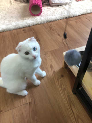 kittyiris님이 올린 리뷰 사진 2