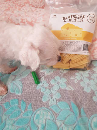 [펫토리아] BEST 한입뚝딱 실속형 강아지 덴탈껌 — 4.5점을 준 리뷰어가 2019년 2월 올린 사용 사진
