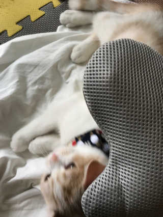Four paws 리뉴얼 포포즈 매직코트 털 제거 브러쉬 — 4.5점을 준 리뷰어가 2018년 8월 올린 사용 사진