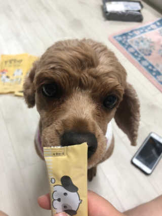 [펫토리아]짜먹는 한입뚝딱 강아지.고양이 마약간식 — 5점을 준 리뷰어가 2019년 7월 올린 사용 사진