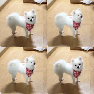지니펫 해피박스_홍삼함유 북어농축액분말+사료+굿즈 — 5점을 준 리뷰어가 2018년 8월 올린 사용 사진