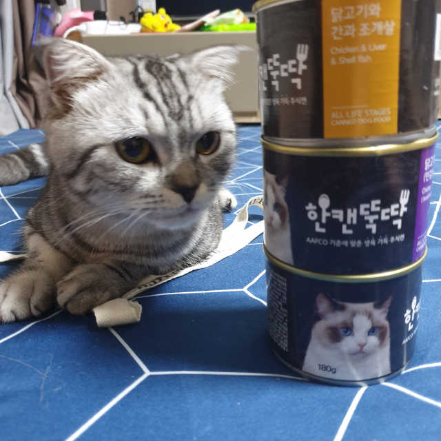 펫토리아 한캔뚝딱 best 강아지캔,고양이주식캔 리뷰 사진