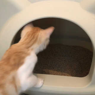 도담공주님이 올린 리뷰 사진 2