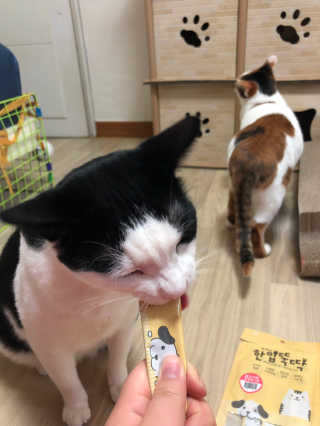 [펫토리아] 강아지,고양이겸용 짜먹는 한입뚝딱 — 3점을 준 리뷰어가 2019년 1월 올린 사용 사진
