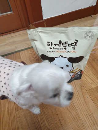 [펫토리아] 맛도 영양도 BEST 한끼뚝딱 강아지 사료 — 5점을 준 리뷰어가 2019년 4월 올린 사용 사진