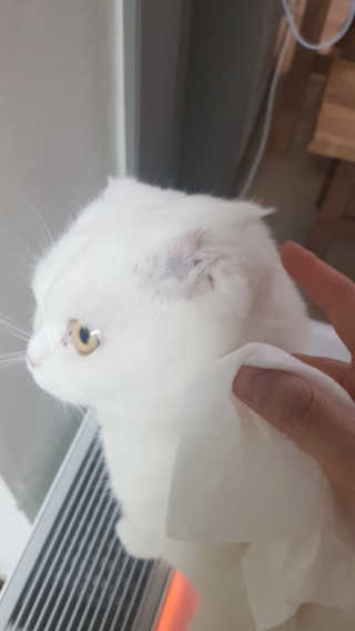 보솜이 아기물티슈 베이비케어 푸에디션 캡 74매 10입 — 4점을 준 리뷰어가 2019년 4월 올린 사용 사진
