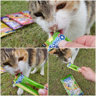 펫토리아 짜먹는 토로토로 고양이 파우치 간식 — 5점을 준 리뷰어가 2019년 6월 올린 사용 사진