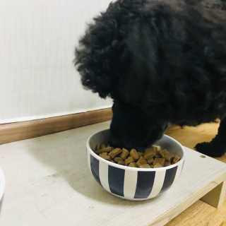 [펫토리아] 맛도 영양도 BEST 한끼뚝딱 강아지 사료 — 5점을 준 리뷰어가 2019년 4월 올린 사용 사진