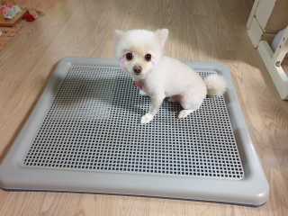 멍멍언니님이 올린 리뷰 사진 2