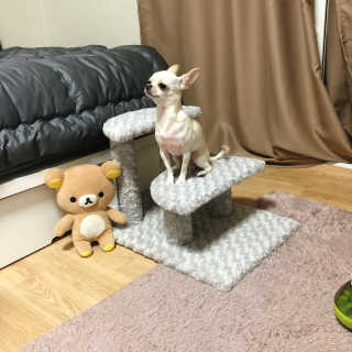 [펫토리아] 한탭뚝딱 강아지계단 BEST 모음 — 5점을 준 리뷰어가 2019년 1월 올린 사용 사진