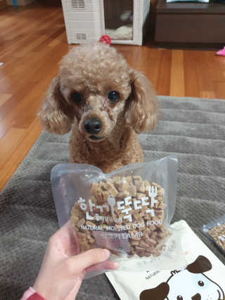 [펫토리아] 맛도 영양도 BEST 한끼뚝딱 강아지 사료 — 5점을 준 리뷰어가 2019년 4월 올린 사용 사진